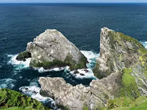 Bassanus: Hermaness National Reserve, Northern Gannet