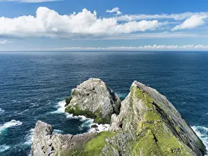 Stack: Hermaness National Reserve, Northern Gannet