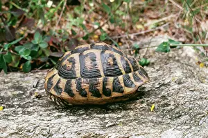 Testudo: HermannIs Tortoise