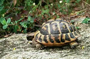 Testudo: HermannIs Tortoise