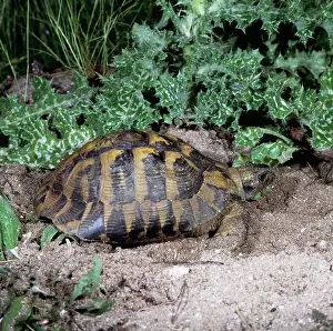 Karin Laub: HermannIs Tortoise