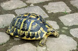 Testudo: Hermann's Tortoise