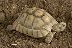 Testudo: Hermann's Tortoise
