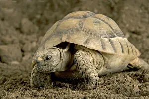Testudo: Hermann's Tortoise