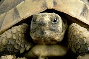 Testudo: Hermann's Tortoise