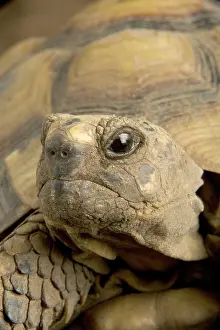 Testudo: Hermann's Tortoise