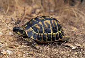 Testudo: Hermann's Tortoise