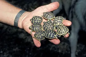 Testudo: Hermann's tortoise