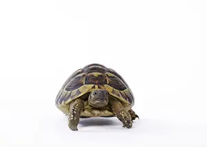Hermanns: Hermann's Tortoise