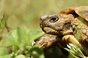 Testudo: Hermann's Tortoise