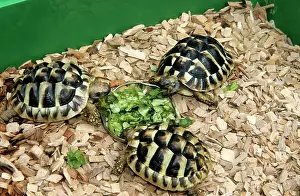Testudo: Hermann's Tortoise - feeding on lettuce