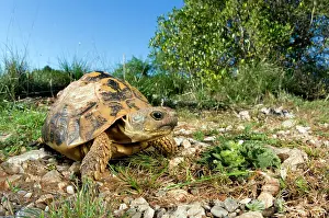 Testudo: Hermann's Tortoise - in habitat