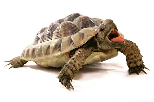 Humourous: Hermann's Tortoise (Testudo hermanni), adult, with