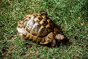 Tortoise: HERMANS TORTOISE