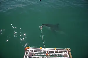 Dorsal: Hermanus, South Africa. Some of the legendary