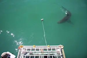 Dorsal: Hermanus, South Africa. Some of the legendary