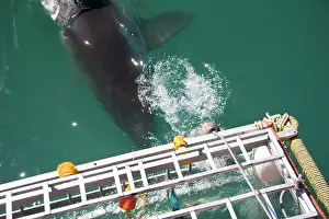 Dorsal: Hermanus, South Africa. Some of the legendary