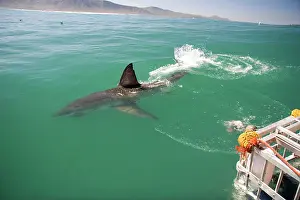 Dorsal: Hermanus, South Africa. Some of the legendary