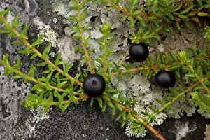 Hermaphrodite: Hermaphrodite crowberry