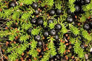 Hermaphrodite: Hermaphrodite form of crowberry in fruit
