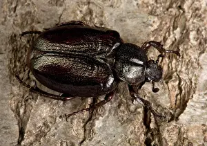 Eremita: Hermit Beetle - on bark