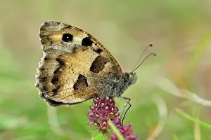 Hipparchia: Hermit Butterfly