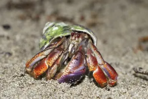Paguroidea: Hermit crab