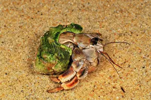 Paguroidea: Hermit Crab