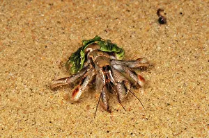 Paguroidea: Hermit Crab