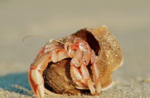 Bernhardus: Hermit Crab