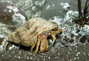 Bernhardus: HERMIT CRAB