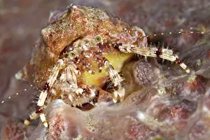 Shellfishes: Hermit Crab