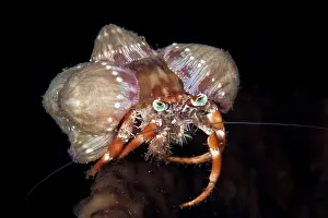 Shellfishes: Hermit Crab