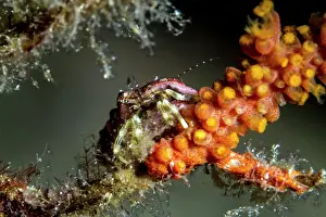 Lea Lee: Hermit Crab