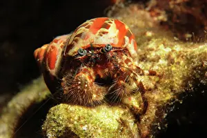 Frontview: Hermit Crab