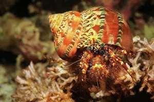 Cebu: Hermit Crab