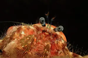 Frontview: Hermit Crab