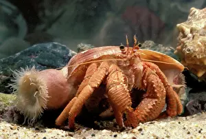 Hitchhiking: Hermit crab - with anemone that will be taken to