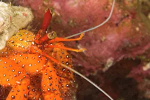 Hermit: Hermit Crab (Aniculus aniculus), Scuba diving