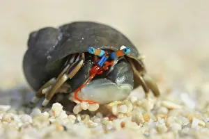 Mauritius: Hermit crab on the beach with bright blue eyes