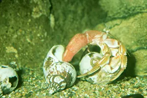 Crabs: HERMIT CRAB - CHANGING SHELL
