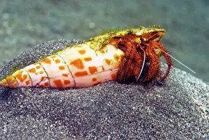 Discarded: Hermit Crab - A common hermit crab throughout the