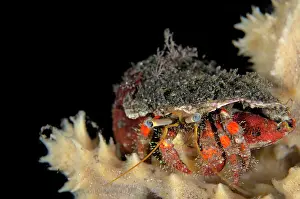 Dardanus: Hermit Crab on coral on night dive TK1 dive site