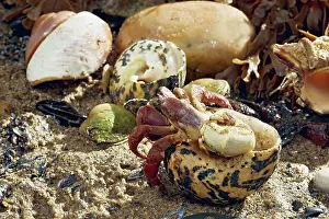 Seashell: Hermit Crab - exchanging shell