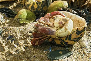 Seashell: Hermit Crab - exchanging shell
