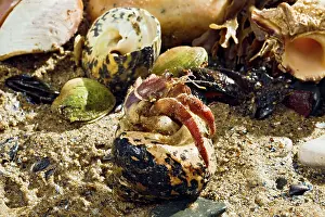Seashell: Hermit Crab - exchanging shell