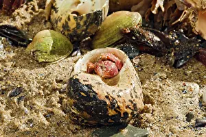 Seashell: Hermit Crab - exchanging shell