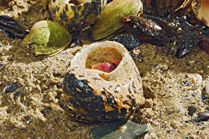 Seashell: Hermit Crab - exchanging shell