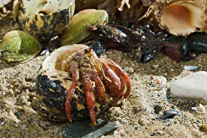 Rugosus: Hermit Crab - exchanging shell - from Caribbean