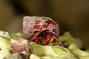 Dardanus: Hermit Crab - on a hard coral